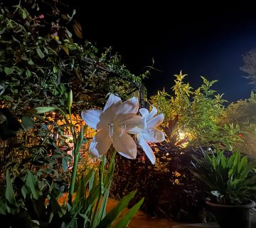 IMG 2531 360x320