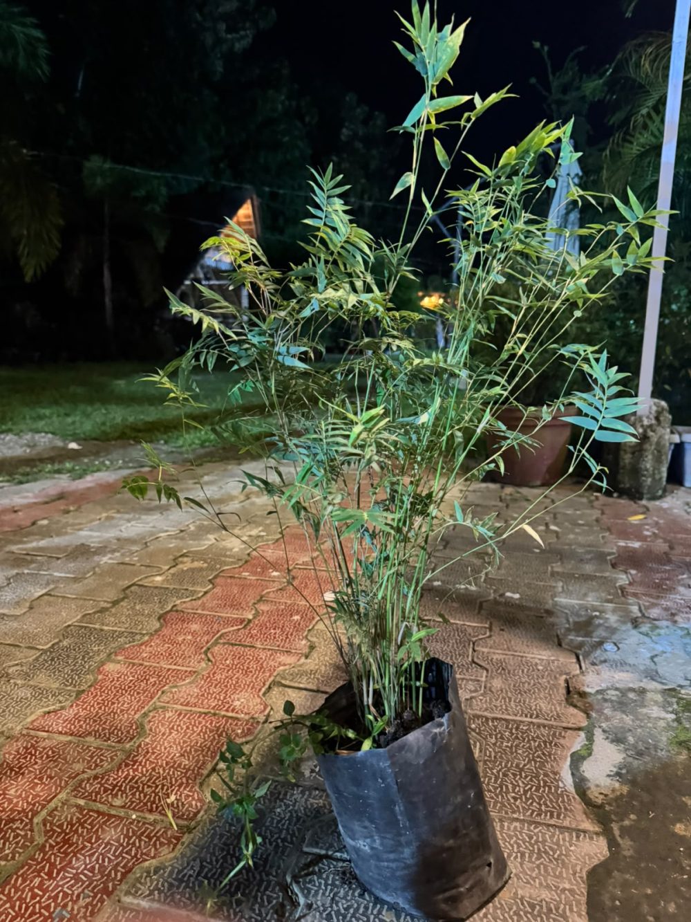 Fernleaf Bushy Bamboo (Bambusa multiplex 'Fernleaf') – Non Invasive Miniature Container & Patio Bamboo