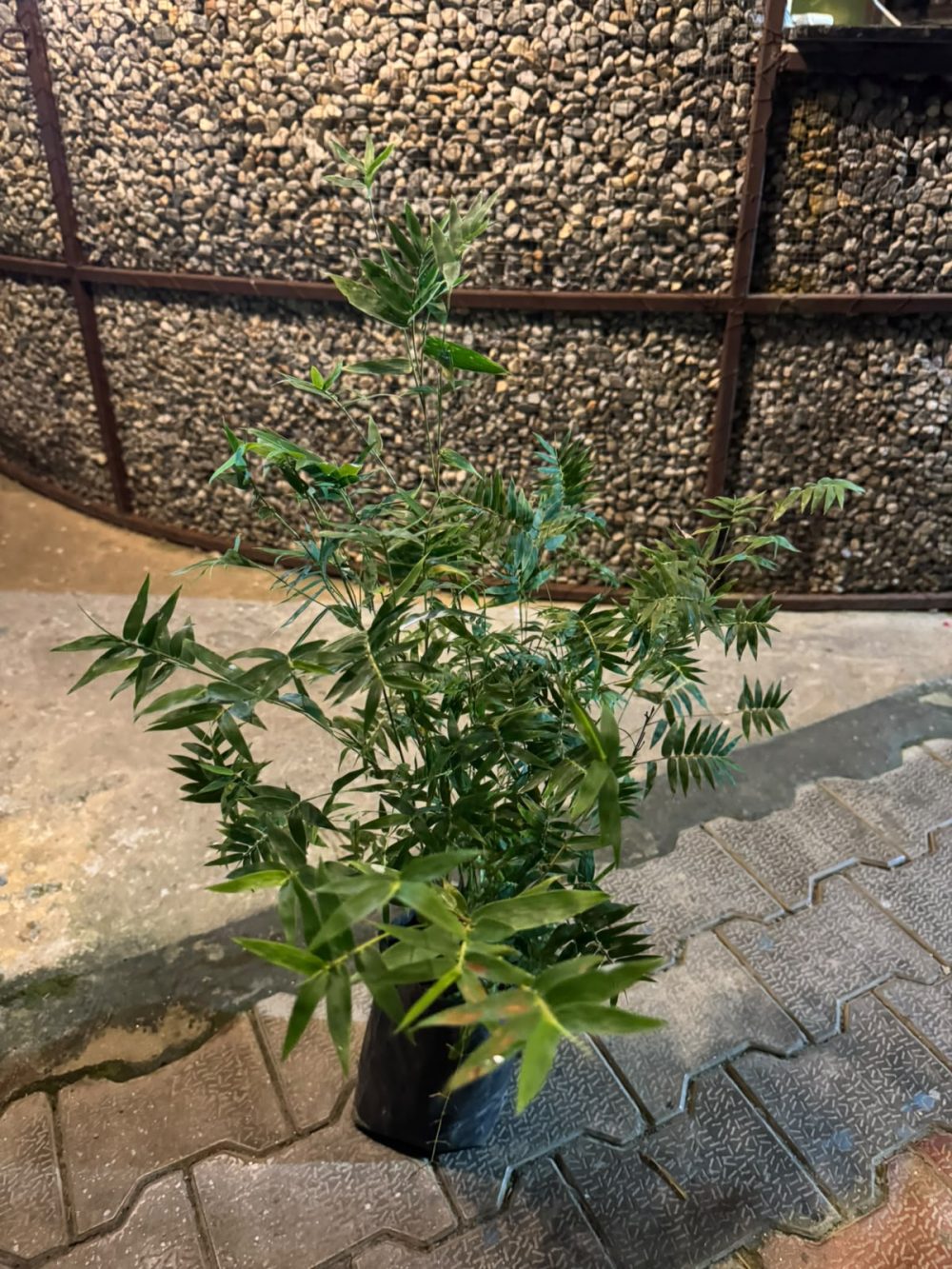 Bamboo bushy