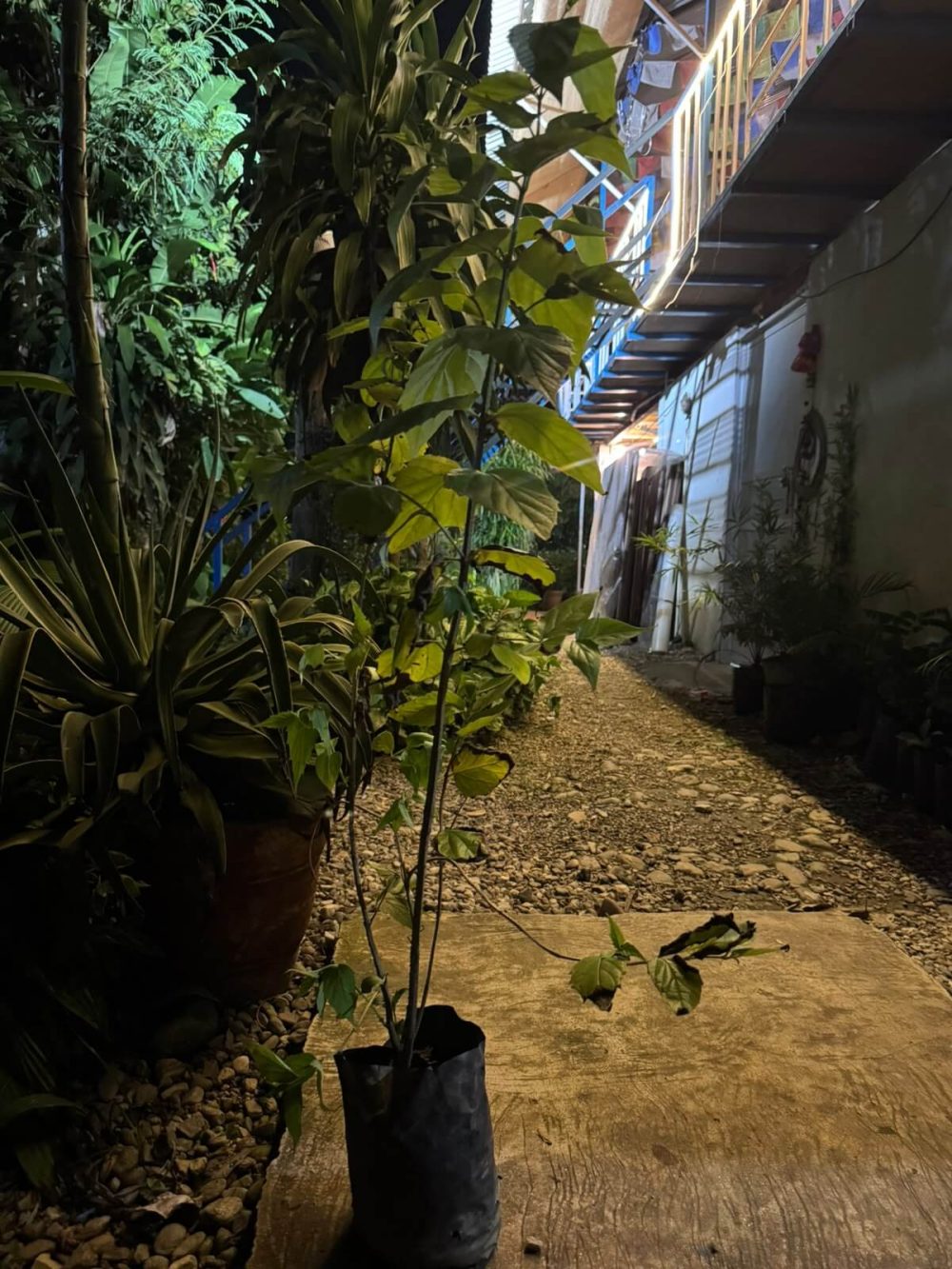 Parijat Plant (Night Flowering Jasmine / Nyctanthes arbor tristis) – Sacred Fragrant Flowering Shrub