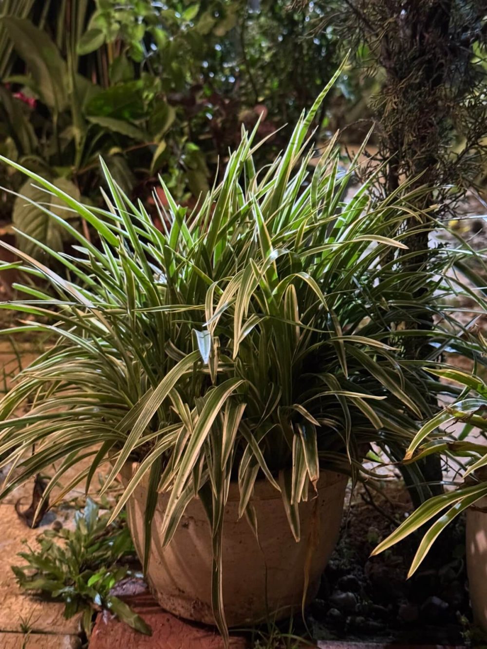 Variegated Spider Plant (Chlorophytum comosum) – Air Purifying Hanging & Tabletop Plant