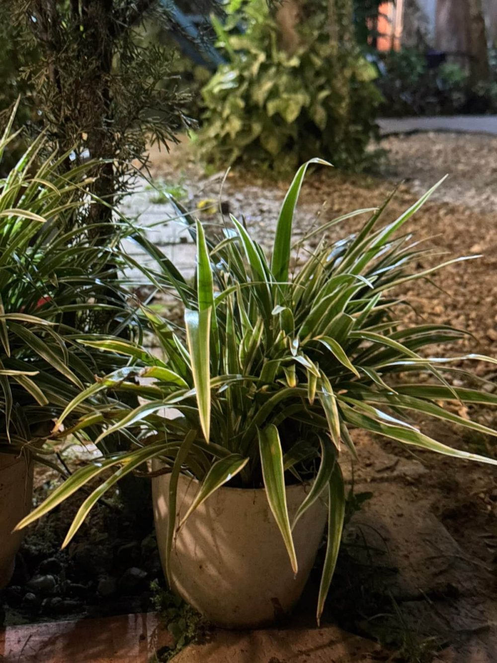 Spider plant (1)