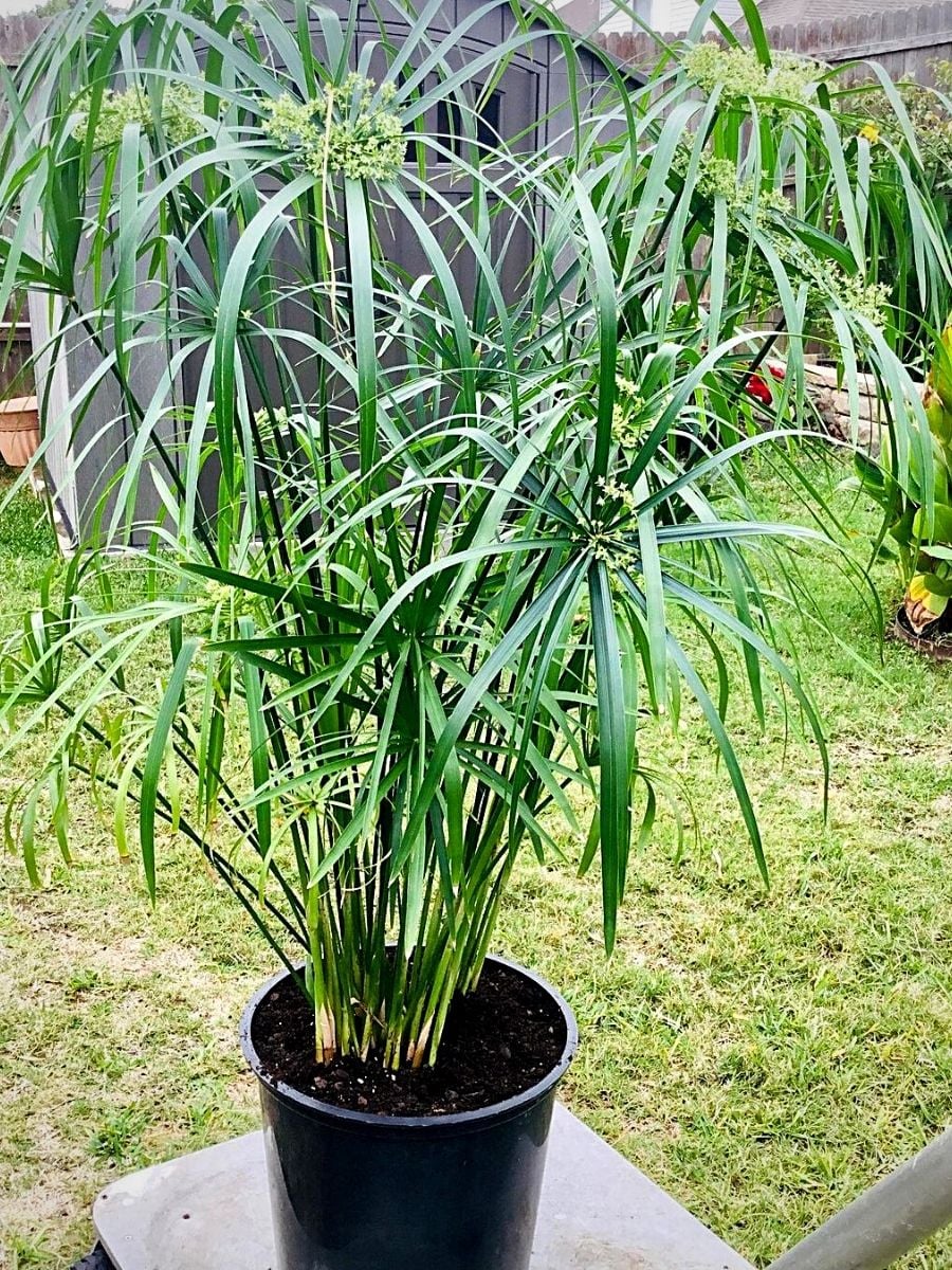 Umbrella Plant